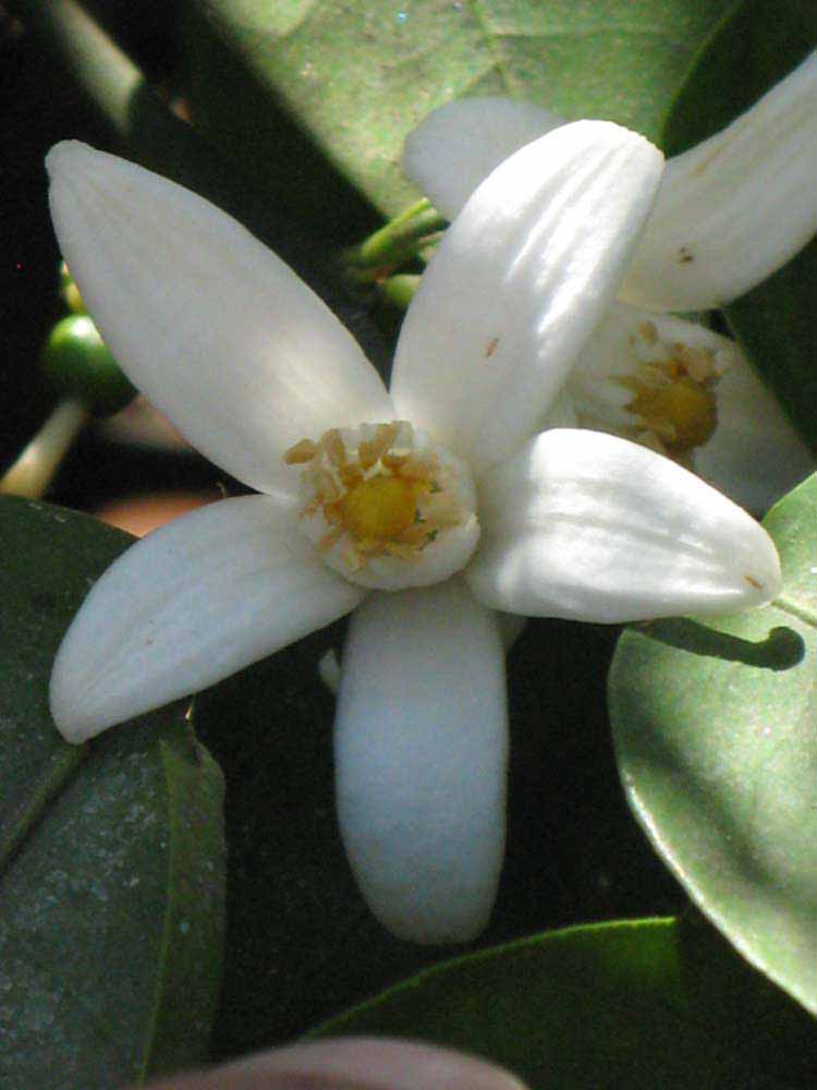              Flower (Riverside, CA)       